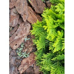 Scoarta decorativa 40-80 mm, 50 l